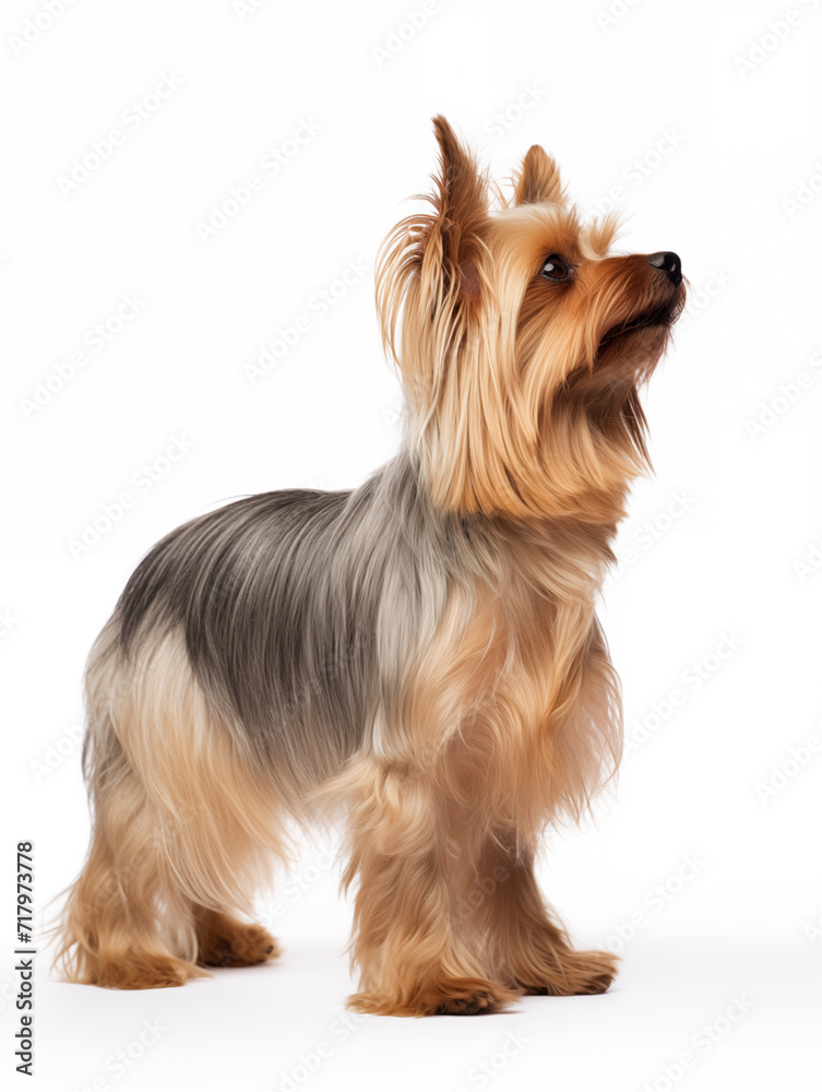 yorkshire dog standing looking, isolated on all white background yorkshire dog standing looking, isolated on all white background