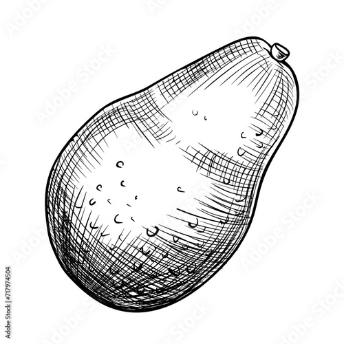 Avocado vector illustration. Hand drawn drawing in black and white colors on isolated background. Botanical painting of tropical Fruit. Engraving of Vegetable for food packaging design. Plant sketch.