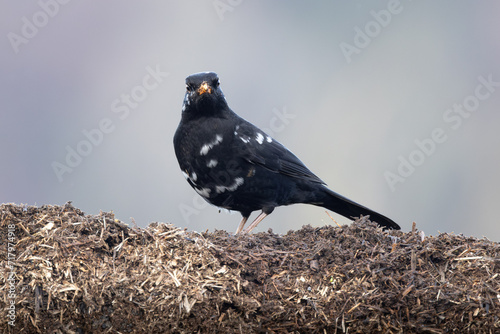 leucistic blackbird. Blackbird with leucism,  blackbird with white markings. Bird in the Brecon Beacons, Wales. photo
