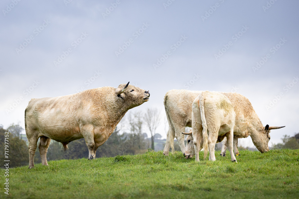 White park bull with horns . Rare breed of cow. associated with the welsh folklore. White park bull with horns . Rare breed of cow. associated with the welsh folklore.