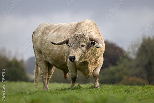 White park bull with horns . Rare breed of cow. associated with the welsh folklore. 