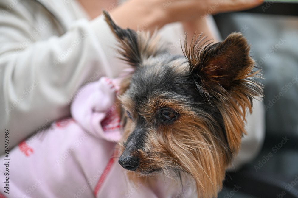 Yoshkirian terrier lies in the arms of a woman28