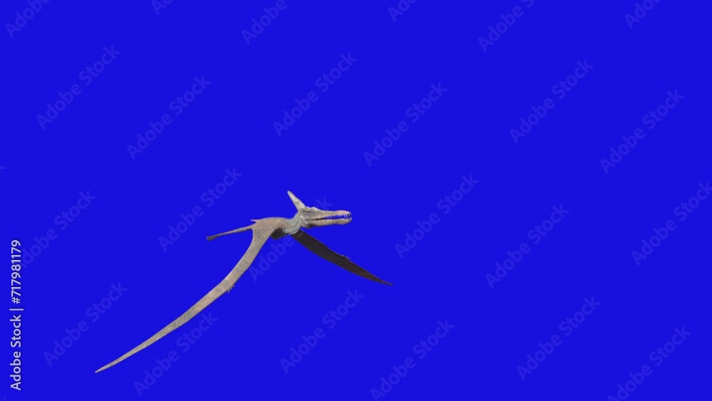 Pterodactyl dinosaur flying looped 3d animation render on blue background Pterodactyl dinosaur flying looped 3d animation render on blue background