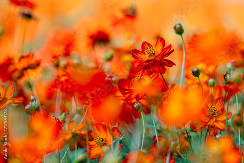 Fototapeta Naklejka Na Ścianę i Meble -  Orange Cosmos Flower, Close Up, Selective Focus