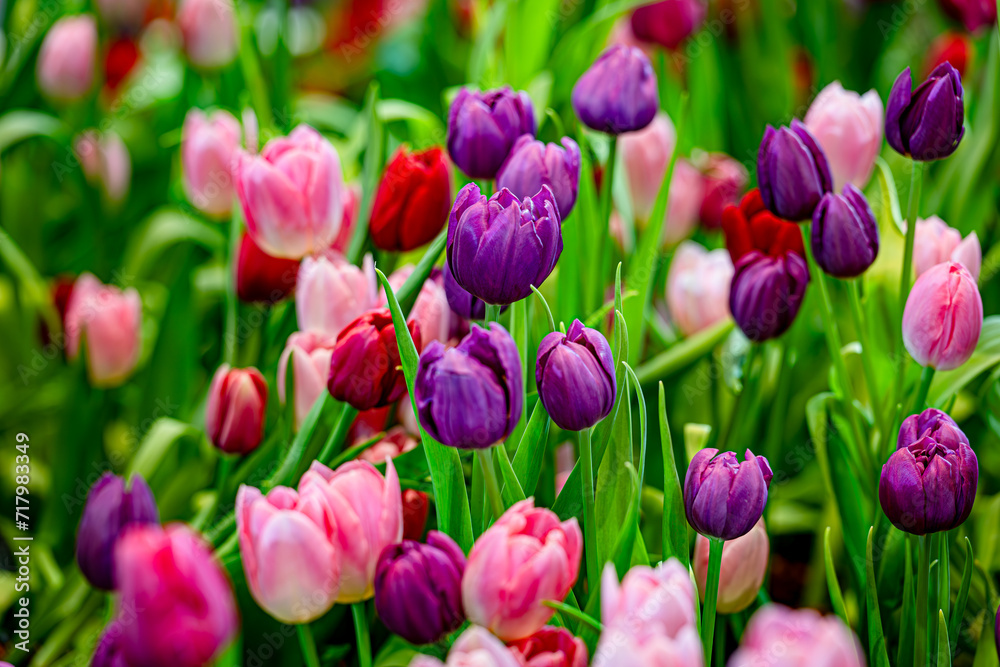 colorful tulip field, bloomimg, garden, selective focus