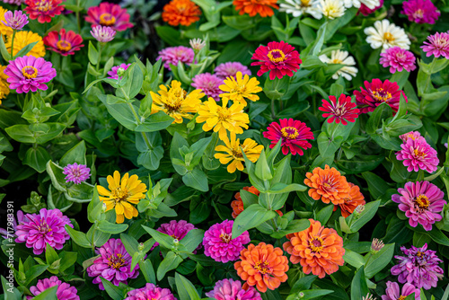 Colorful Zinnia flowers in the garden, yellow, pink, red, white, orange
