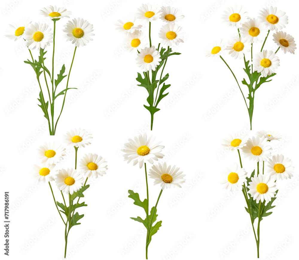 set of stem daisy flowers with green leaves on a transparent background for various floral and design concepts.