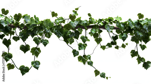 vine plant jungle  climbing isolated on white background