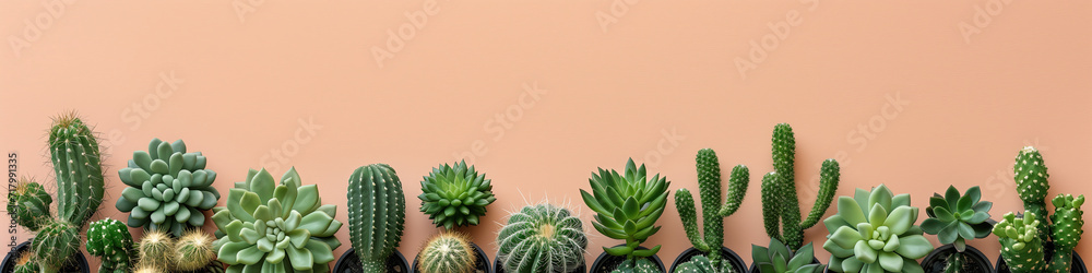 cactus and succulents cactus and succulents