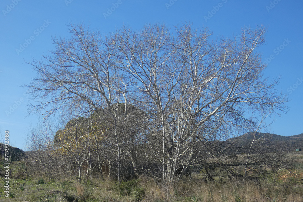 Immagini della campagna sarda Immagini della campagna sarda