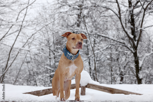 Cute ginger dog in snowy forest on winter day