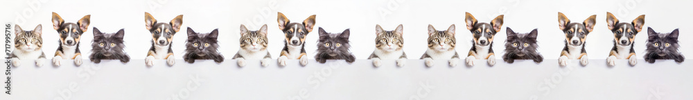 Obraz premium A row of cute cats and dogs puppies peeking out from behind a white blank banner. on gray background, copy space.Banner,white mockup.