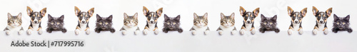 A row of cute cats and dogs puppies peeking out from behind a white blank banner. on gray background, copy space.Banner,white mockup.