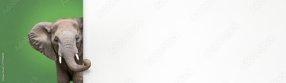 Obraz premium Banner,advertisement.A cute elephant peeking out from behind a white blank,mockup,banner. on green background.copy space.