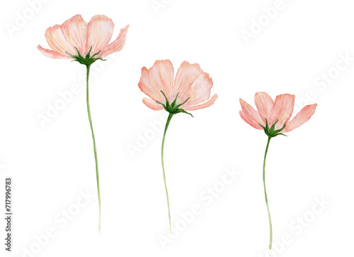 Fleurs cosmos oranges aquarelle