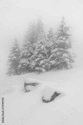 Black and white winter landscape image with pine trees and rocks covered with snow and fog.