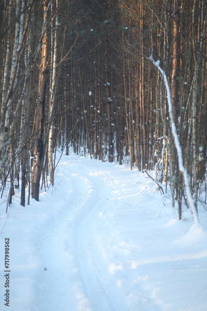 forest in winter forest in winter