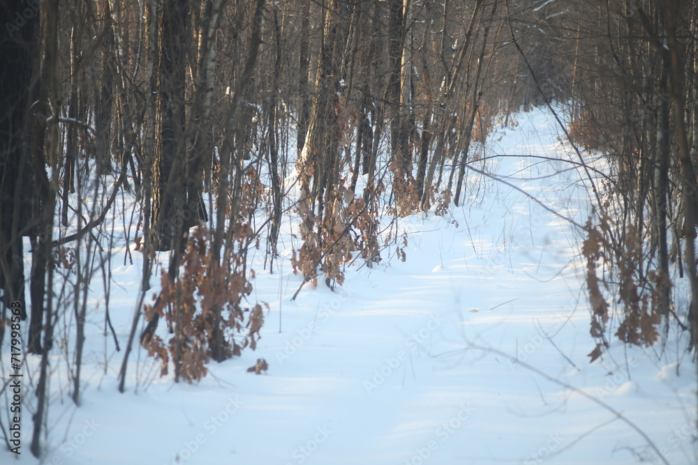 Fototapeta premium forest in winter