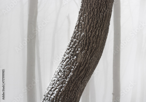 Close up image of the trunk covered with snow in a foggy forest.