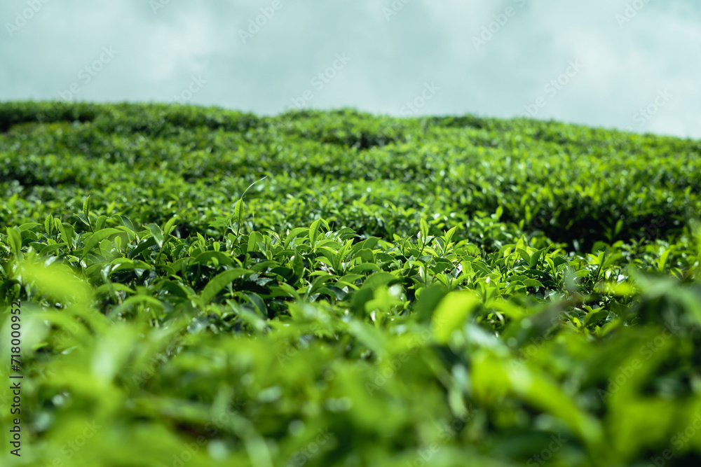 a picture of a green tea plantation with a clear sky and some clouds