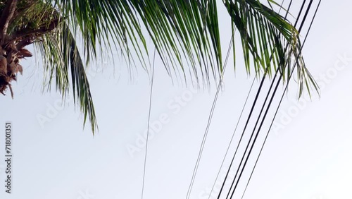 Coconut palm trees sway in the breeze as the camera tilts to reveal a road and telephone wires on Little Cayman in teh Cayman Islands. photo