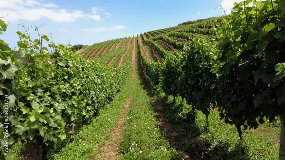 Walking Through Vineyards And Wine Farm In Constantia, Cape Town, South Africa - POV Walking Through Vineyards And Wine Farm In Constantia, Cape Town, South Africa - POV