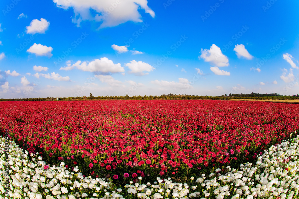  Picturesque fields