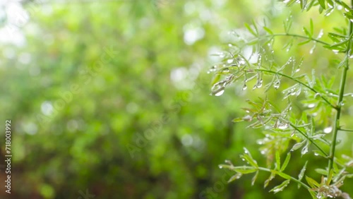 Rain drops on leaves with blurred green background. dew drops. asparagus densiflorus sprengeri photo