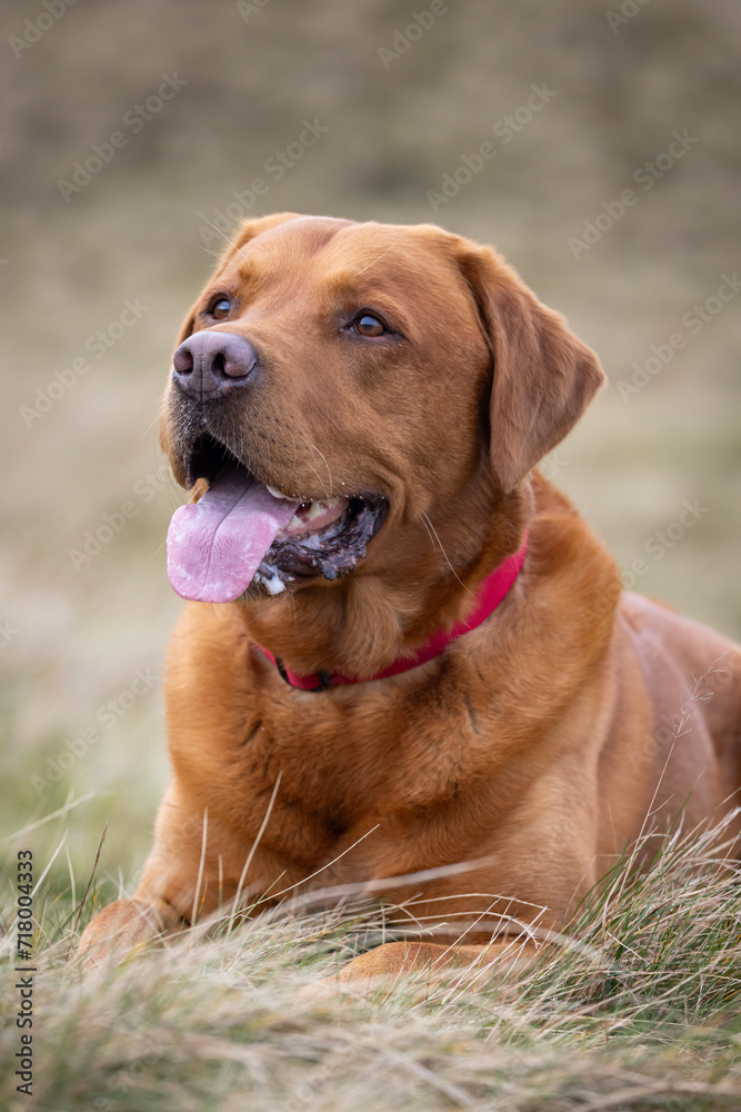 Portrait of a Fox Red Labrador dog on a Welsh Mountain. 