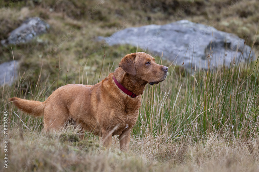 Portrait of a Fox Red Labrador dog on a Welsh Mountain. 