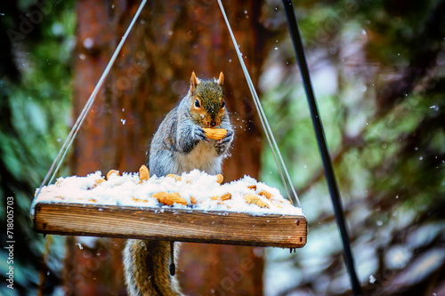 squirrel in the snow