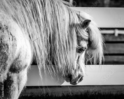 white horse in the wind