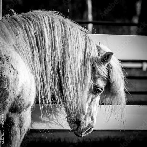 horse in winter