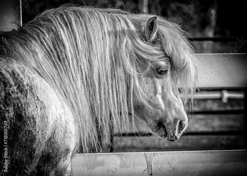 white horse in pasture