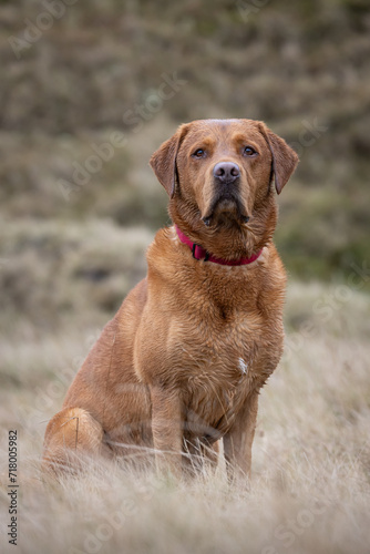 Portrait of a Fox Red Labrador dog on a Welsh Mountain. 