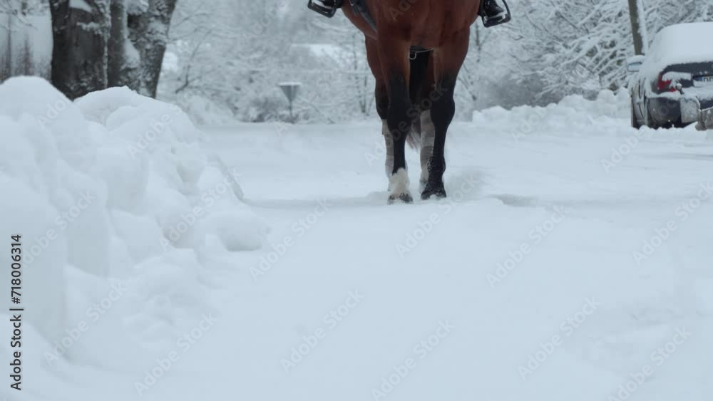 CLOSE UP, DOF: Beautiful wild horse walking through white snowy blanket. Strong, powerful dark bay gelding stepping into soft cold snow.