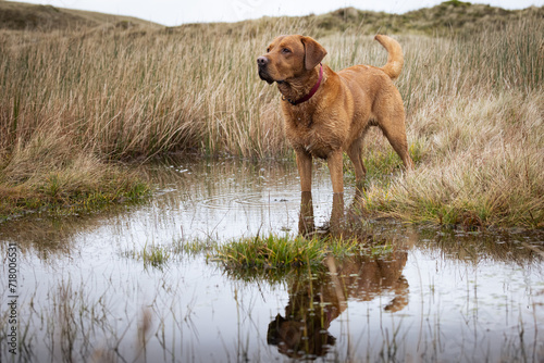 Portrait of a Fox Red Labrador dog on a Welsh Mountain. 