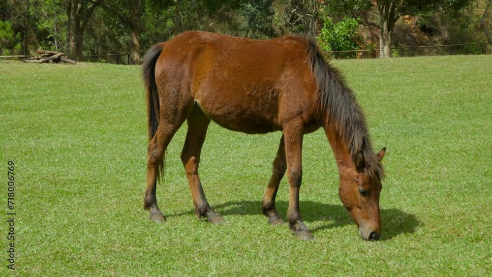 One Brown Horse Grazing on a Green Lawn Alone on Sunny day - slow motion One Brown Horse Grazing on a Green Lawn Alone on Sunny day - slow motion