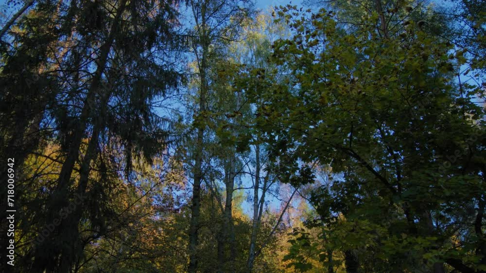 Upward view of Serene Autumn Forest Canopy Against a Clear Blue Sky and colorful treetops in fall season. Pan left shot. Upward view of Serene Autumn Forest Canopy Against a Clear Blue Sky and colorful treetops in fall season. Pan left shot.
