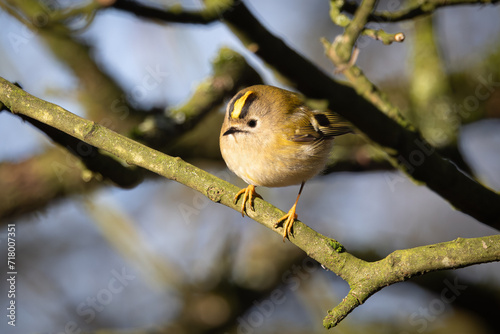 Goldcrest perched on a branch, lit up by sun.