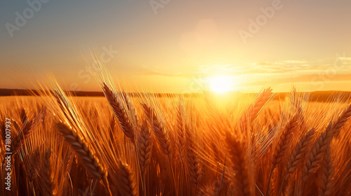 image captures peaceful scene of wheat field at sunrise. The sun is visible  appearing as bright  golden orb amidst the wheat stalks