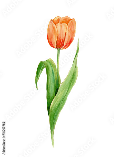 Tulipe orange à l'aquarelle