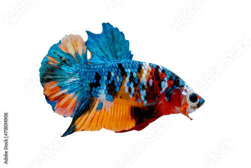 Siamese fighting fish swim to right and show aggressive action, colorful with main color of blue, red, yellow and white betta fish was isolated on white background.