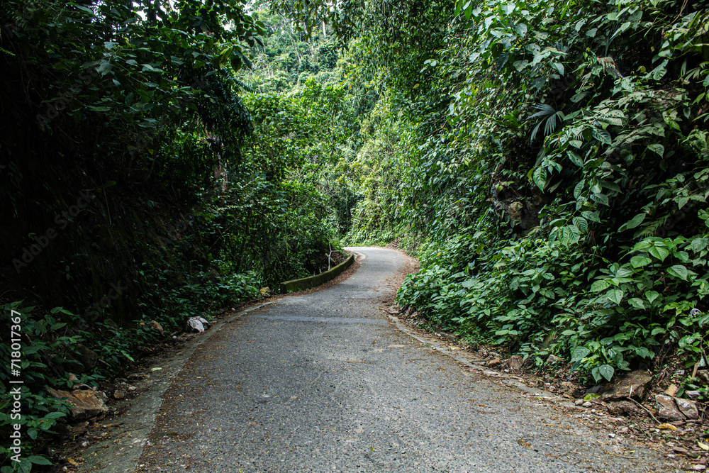 path in the forest with trees with green leaves path in the forest with trees with green leaves