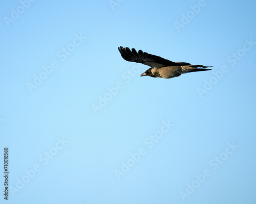The hooded crow is flying alone over the blue  cloudless sky  wings stretched