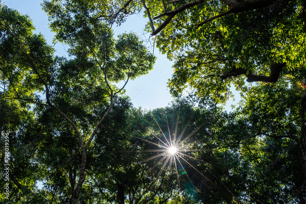 Obraz premium angle view of Leaves and Sunstar Sunlight Streaming Through Trees for Wallpaper,