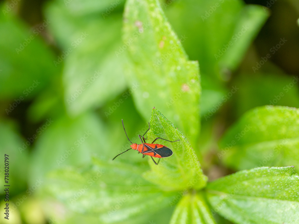 St. Andrew's Cotton Stainer Dysdercus andreae