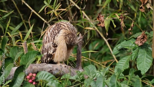 Preening its front feathers while facing the morning sun drying itself from hunting for food during the night, Buffy Fish Owl Ketupa ketupu, Thailand photo