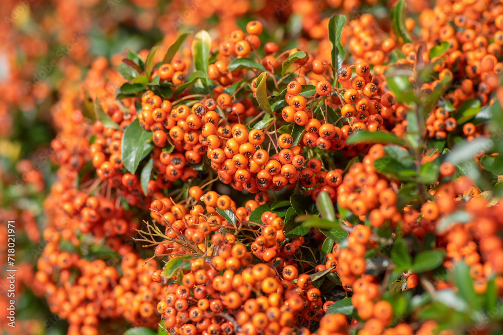Pyracantha coccinea scarlet red firethorn ornamental shrub, orange group of fruits hanging on autumnal shrub Pyracantha coccinea scarlet red firethorn ornamental shrub, orange group of fruits hanging on autumnal shrub