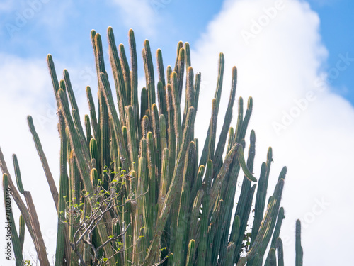 Royen's Tree Cactus Pilosocereus royenii on the island of antigua © andybirkey